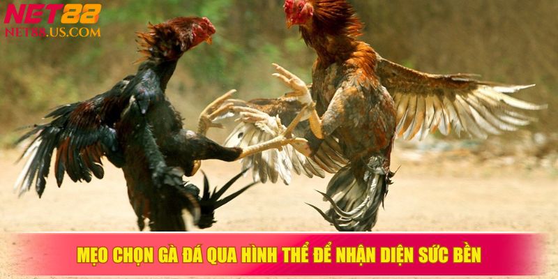  Mẹo chọn gà đá qua hình thể để nhận diện sức bền