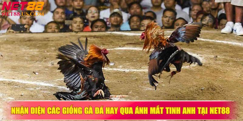Nhận diện các giống gà đá hay qua ánh mắt tinh anh tại NET88 